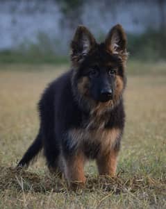 BLACK MASK GERMAN SHEPHERD PUPPY AVAILABLE FOR SALE