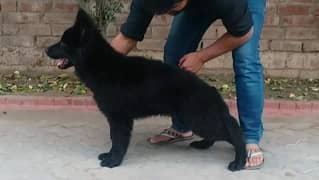 BLACK GERMAN SHEPHERD PUPPY AVAILABLE FOR SALE