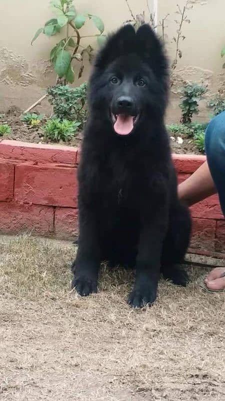 BLACK GERMAN SHEPHERD PUPPY AVAILABLE FOR SALE 1