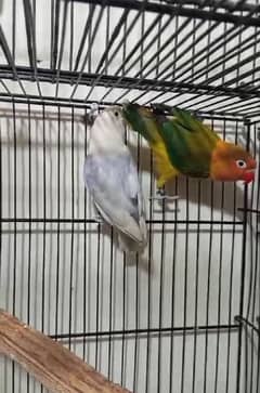 all type of love birds are available