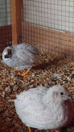 Button Quail Fertile Eggs