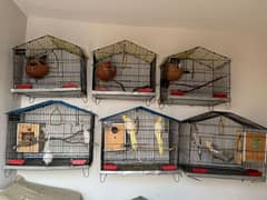 setup for sale with cages