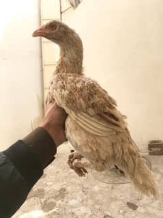 Hens | Aseel chicks | Mushka | Lassani | Lakha | Aseel Mianwali |