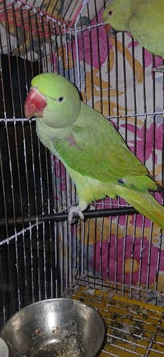 raw female parrot