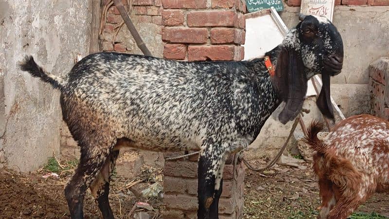 goats pair makaml 1