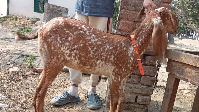 goats pair makaml 4