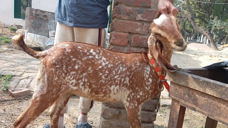 goats pair makaml 6