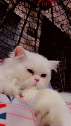 Persian cat long coat