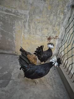 2 black Polish Male 1 brown polish hen age 5 months