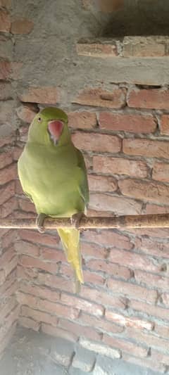 green  parrot