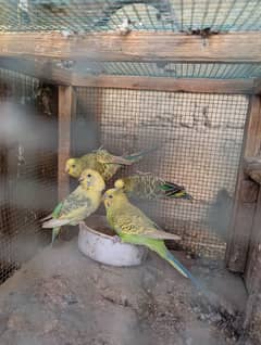 Australian parrots pair