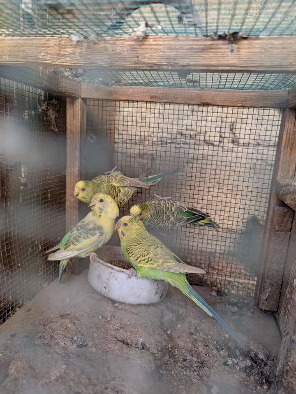 Australian parrots pair 0