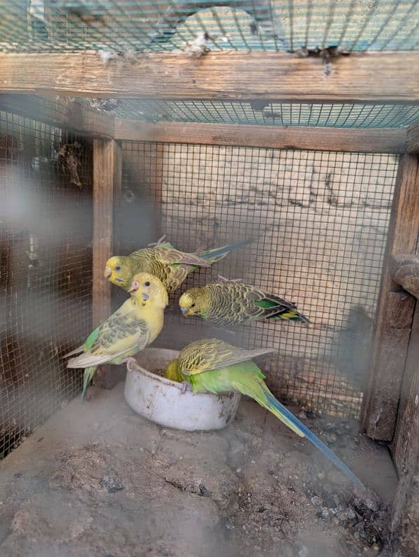 Australian parrots pair 1