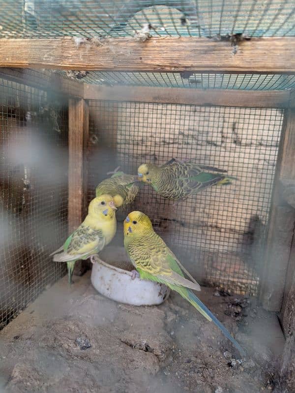 Australian parrots pair 2