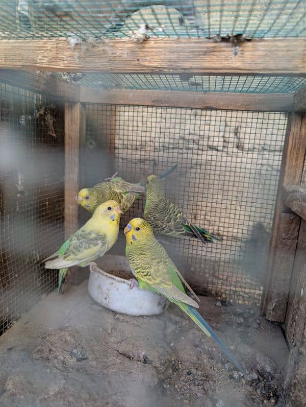 Australian parrots pair 3