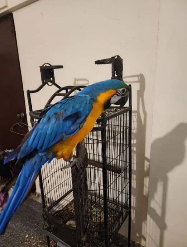 blue macaw parrot chicks for sale Whatsapp number 03351141179. . . . 2