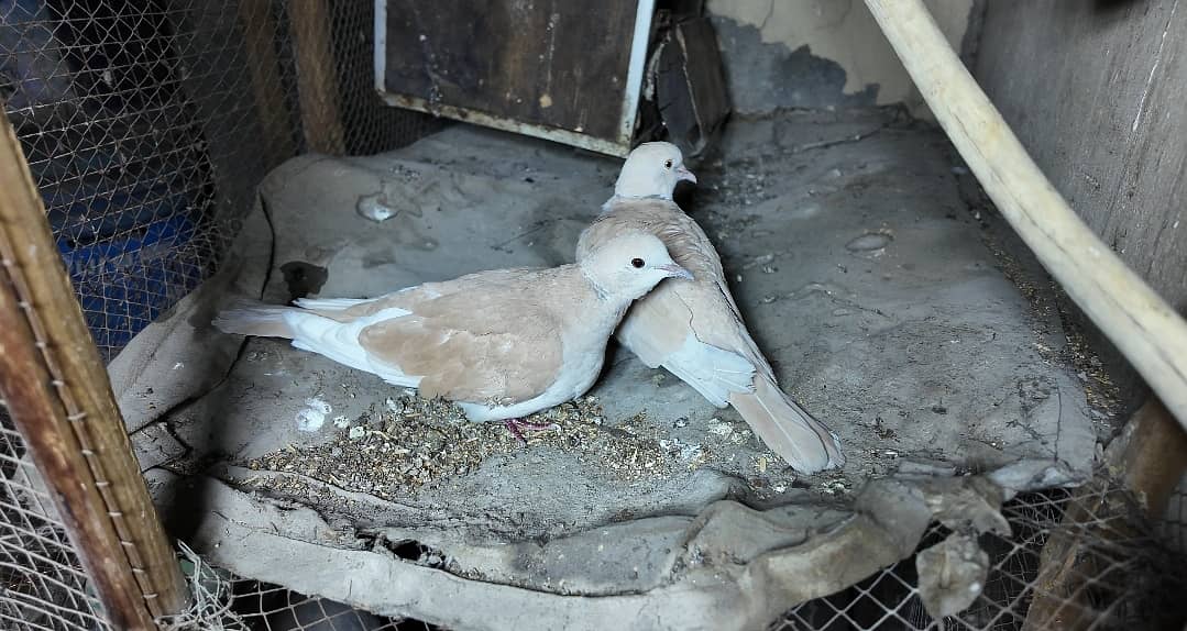 Dove pair for sell 0