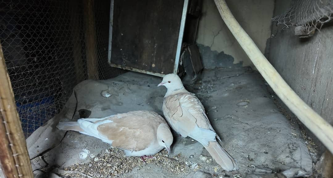 Dove pair for sell 1