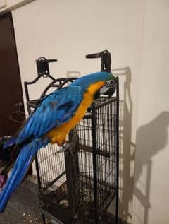 blue macaw parrot chicks for sale Whatsapp number 0335/1141/179. . .