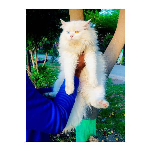 Persian Punch face triple coat cat Kitten 2