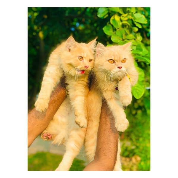 Persian Punch face triple coat cat Kitten 3