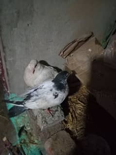 Urgent Saling beautiful pigeon pair