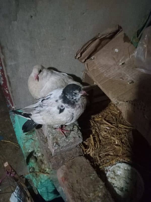 Urgent Saling beautiful pigeon pair 2