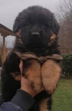 German Shepherd Gsd puppies