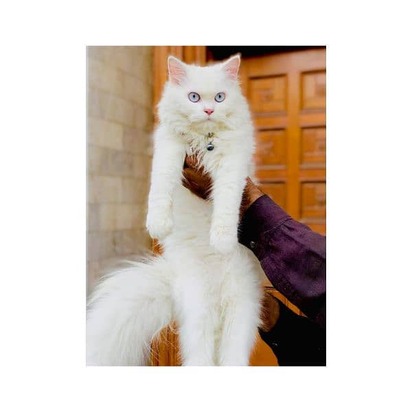 Persian Punch face triple coat cat Kitten 1