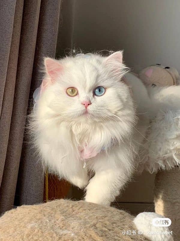 Persian Punch face triple coat cat Kitten 7