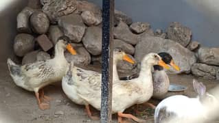 2 Pairs of Ducks for Sale