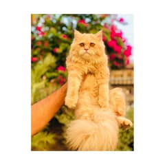 Persian Punch face triple coat cat Kitten