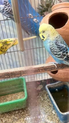 selling my 9 budgies healthy and active