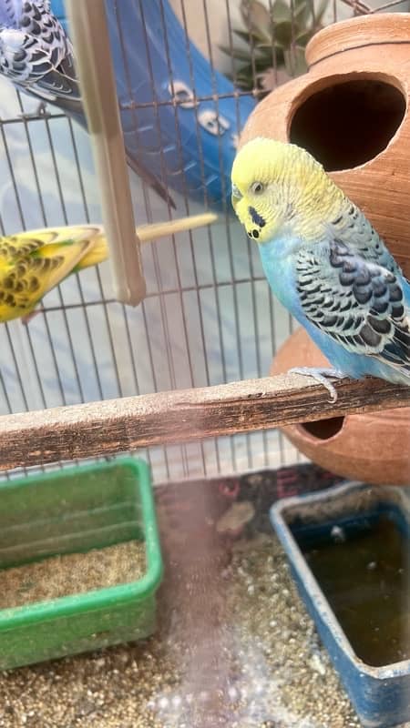 selling my 9 budgies healthy and active 0