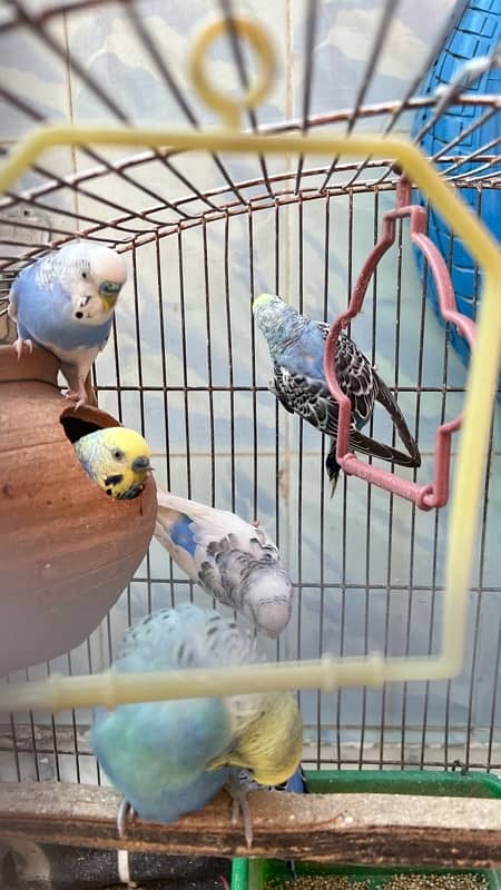 selling my 9 budgies healthy and active 1