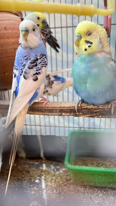 selling my 9 budgies healthy and active 2