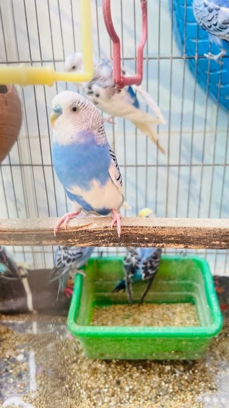 selling my 9 budgies healthy and active 3