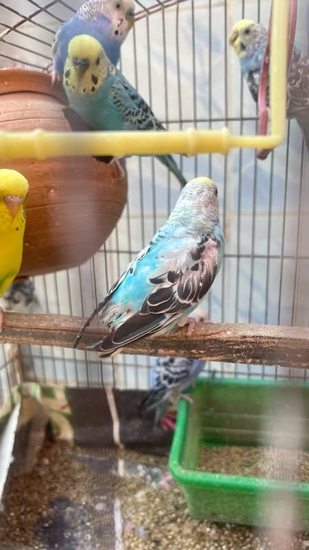 selling my 9 budgies healthy and active 4