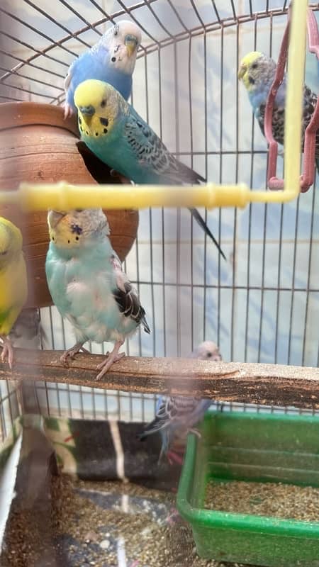 selling my 9 budgies healthy and active 5