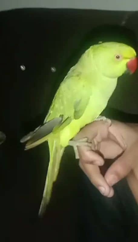 green parrot for sale 03054636833 3