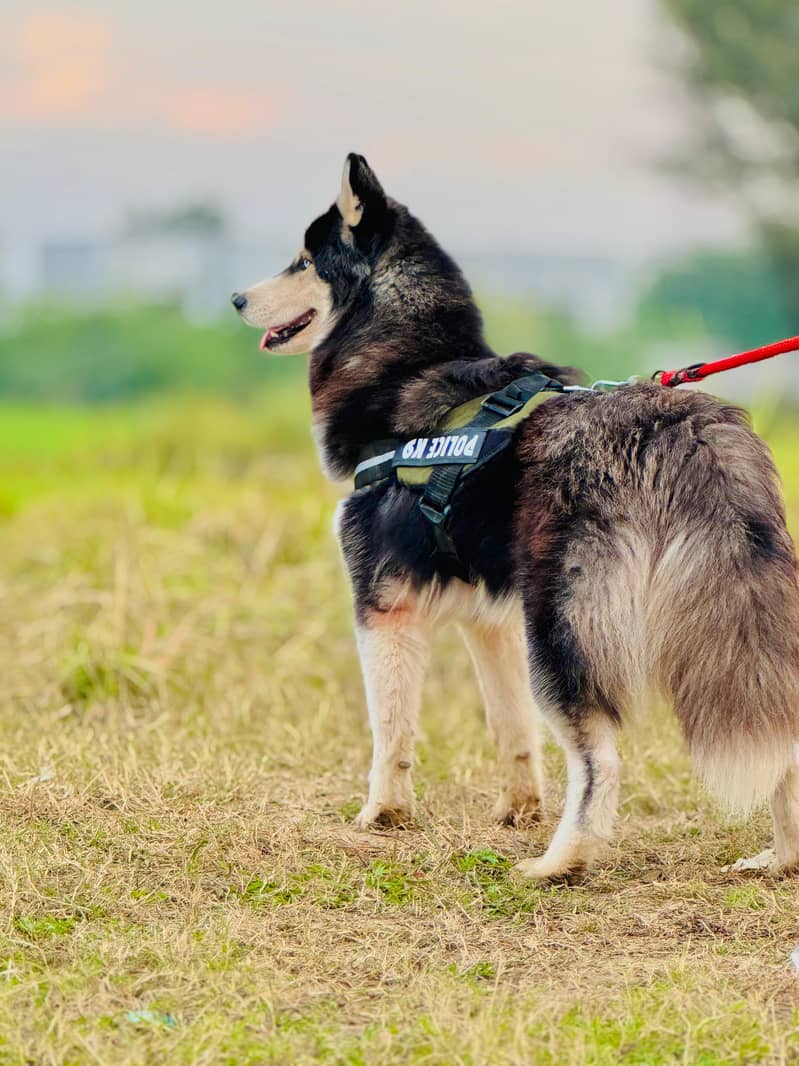 Siberian Husky | Siberian Female Puppy | White Eyes Husky Dog For Sale 1