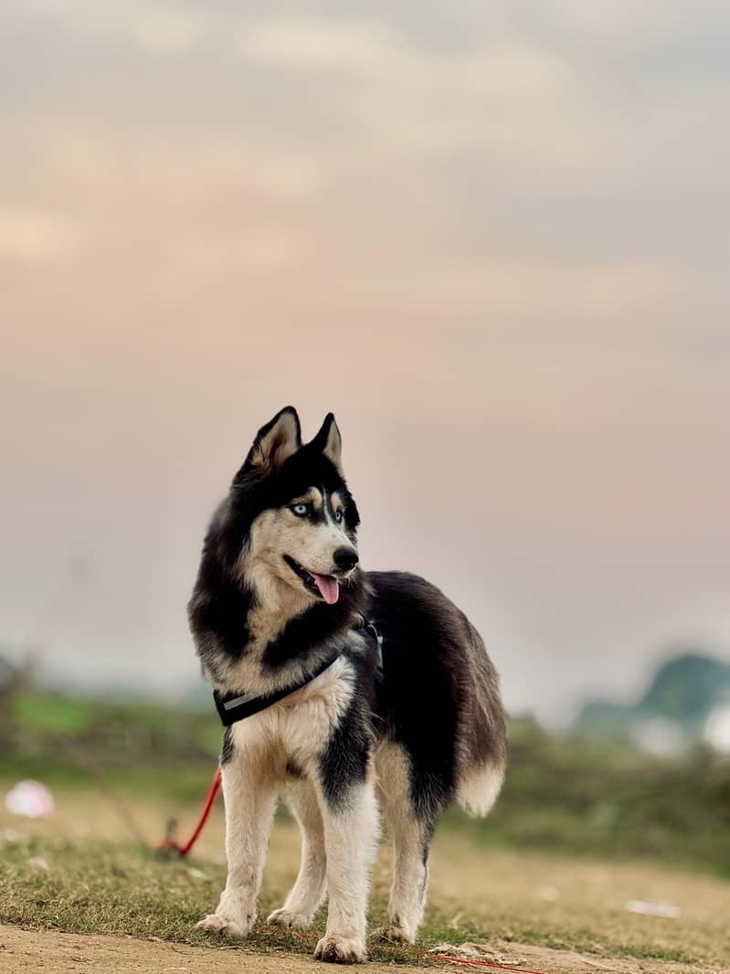 Siberian Husky | Siberian Female Puppy | White Eyes Husky Dog For Sale 3