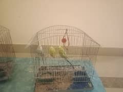 3 pairs of parrots with 2 cage