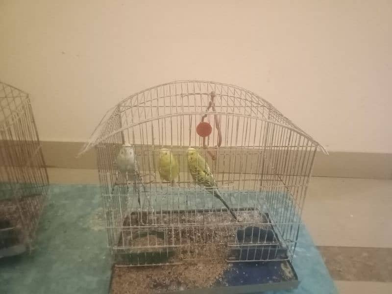 3 pairs of parrots with 2 cage 0