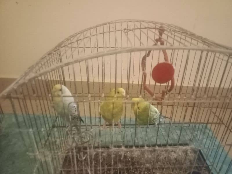 3 pairs of parrots with 2 cage 1