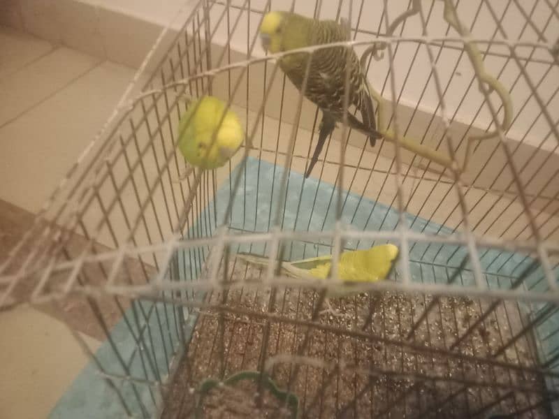 3 pairs of parrots with 2 cage 2