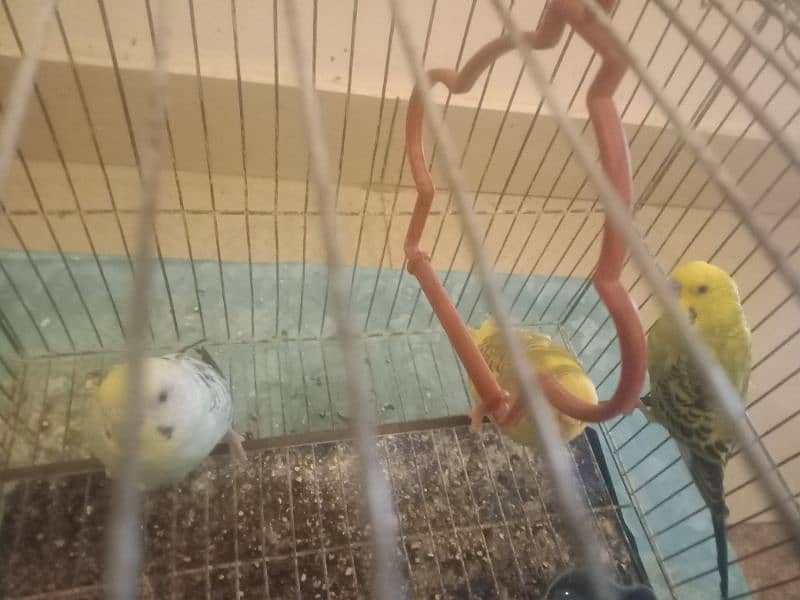 3 pairs of parrots with 2 cage 3