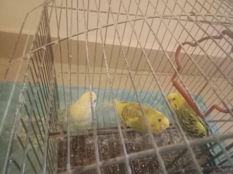 3 pairs of parrots with 2 cage 4