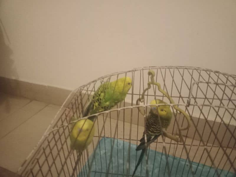 3 pairs of parrots with 2 cage 5