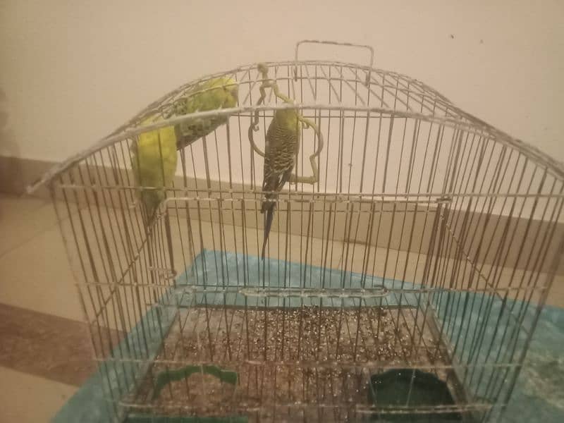 3 pairs of parrots with 2 cage 6